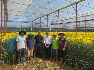 Kết quả x&acirc;y dựng v&agrave; ph&aacute;t triển m&ocirc; h&igrave;nh sản xuất hoa C&uacute;c thương phẩm &aacute;p dụng c&ocirc;ng nghệ chiếu s&aacute;ng bằng đ&egrave;n LED tại L&acirc;m Đồng năm 2022