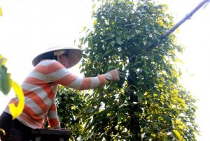 Gi&aacute; ti&ecirc;u ng&agrave;y 28/3: Ổn định, mức cao nhất 66.500 đồng/kg?