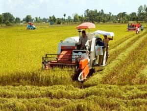 Bảo đảm an ninh lương thực quốc gia đến năm 2030