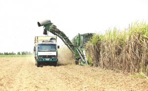 Cuộc s&agrave;ng lọc lớn của thị trường m&iacute;a đường