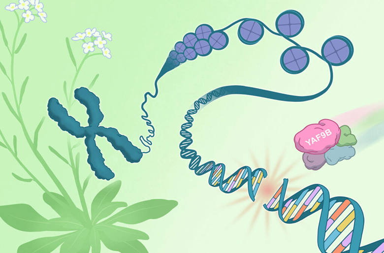 Thực vật sống s&oacute;t như thế n&agrave;o dưới sự tổn thương DNA li&ecirc;n tục