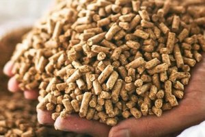 Cục Chăn nu&ocirc;i: Dự b&aacute;o gi&aacute; thức ăn chăn nu&ocirc;i sẽ tăng th&ecirc;m 5%