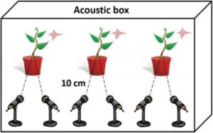 Th&igrave; ra, thực vật cũng biết h&eacute;t l&ecirc;n khi căng thẳng