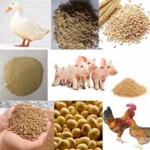 Nhập khẩu thức ăn gia s&uacute;c 4 th&aacute;ng đầu năm 2023 đạt gần 1,54 tỷ USD