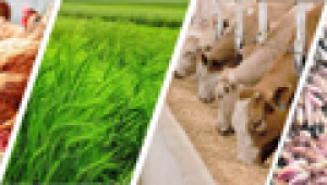 C&aacute;c thị trường chủ yếu cung cấp thức ăn gia s&uacute;c cho Việt Nam 9 th&aacute;ng năm 2021