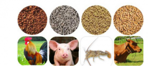 Xuất khẩu thức ăn gia s&uacute;c sang c&aacute;c thị trường năm 2024 