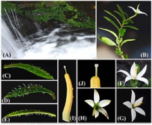 Ph&aacute;t hiện v&agrave; m&ocirc; tả một lo&agrave;i thực vật mới thuộc họ C&agrave; ph&ecirc; (Rubiaceae)