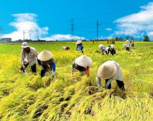 Đ&ocirc;ng Nam &Aacute; phải thu hẹp khoảng c&aacute;ch năng suất để duy tr&igrave; vị tr&iacute; vựa l&uacute;a lớn