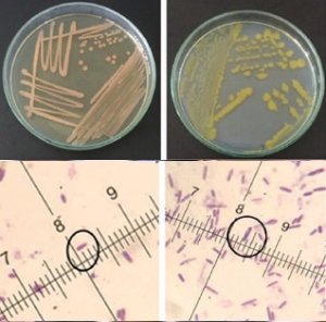 Ph&acirc;n lập v&agrave; tuyển chọn c&aacute;c d&ograve;ng vi khuẩn Bacillus spp. c&oacute; khả năng sinh tổng hợp carotenoid ở v&ugrave;ng duy&ecirc;n hải huyện H&ograve;n Đất, tỉnh Ki&ecirc;n Giang