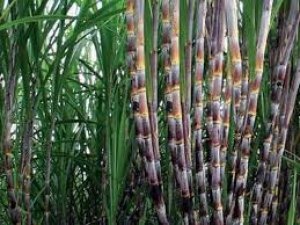 Vụ 2017/18, cung cầu đường sẽ trở lại c&acirc;n bằng, gi&aacute; sẽ giảm