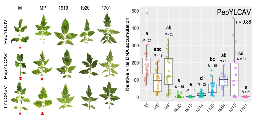 T&iacute;ch hợp hai gen: Một chiến lược quan trọng trong việc ph&aacute;t triển c&aacute;c giống c&agrave; chua kh&aacute;ng virus