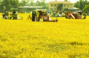 T&iacute;ch tụ, tập trung ruộng đất ở Việt Nam trong điều kiện mới: Những vấn đề l&yacute; luận v&agrave; thực tiễn