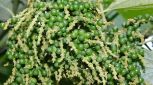 Gi&aacute; ti&ecirc;u ng&agrave;y 28/3: Giảm 1.000 đ/kg trong tuần qua 