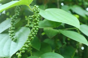 Gi&aacute; ti&ecirc;u h&ocirc;m 29/5: Hồ ti&ecirc;u tiếp tục đ&agrave; tăng