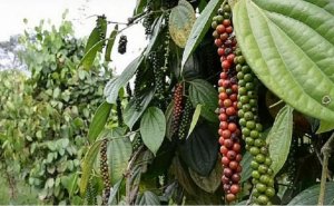 Thị trường hồ ti&ecirc;u th&aacute;ng 8/2024: Cầu tăng - cung giảm, gi&aacute; ti&ecirc;u bật tăng trở lại