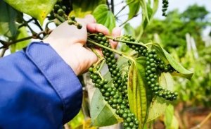 Gi&aacute; ti&ecirc;u h&ocirc;m nay 7/10/2024: Lượng ti&ecirc;u trong d&acirc;n khan hiếm nhưng thị trường Việt Nam vẫn c&oacute; cơ hội tăng trưởng