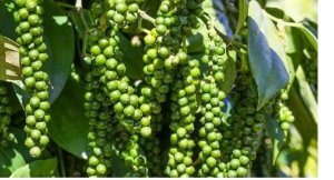 Gi&aacute; ti&ecirc;u h&ocirc;m nay 22/10/2024: Tăng nhẹ trở lại nhờ triển vọng t&iacute;ch cực từ thị trường