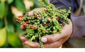 Gi&aacute; ti&ecirc;u h&ocirc;m nay 18/11/2024: Đắk N&ocirc;ng thu mua cao nhất, 140.000 đồng/kg