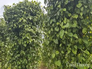 Gi&aacute; ti&ecirc;u h&ocirc;m nay 15/1/2025, trong nước tiếp tục giảm