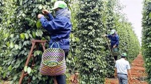 Xuất khẩu ti&ecirc;u tiếp tục được gi&aacute; cao trong năm 2025