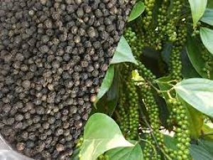 Gi&aacute; ti&ecirc;u h&ocirc;m 12/12: Giảm mạnh 1.500 - 2.500 đồng/kg trong tuần qua