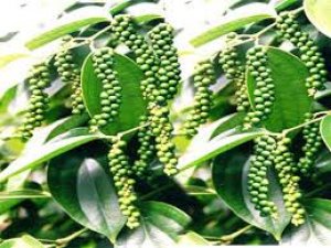Số liệu xuất khẩu Hồ ti&ecirc;u - th&aacute;ng 9/2016