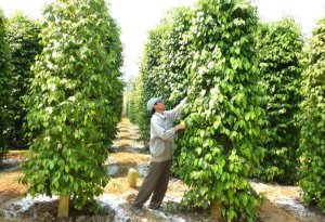 Hiện trạng sản xuất v&agrave; đề xuất hướng canh t&aacute;c hồ ti&ecirc;u bền vững tại huyện Ph&uacute; Gi&aacute;o, tỉnh B&igrave;nh Dương