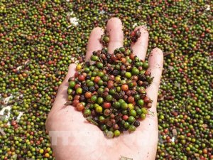 Gi&aacute; ti&ecirc;u tăng nhẹ, gi&aacute; l&uacute;a gạo ở mức cao