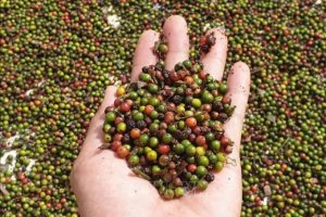 Gi&aacute; ti&ecirc;u h&ocirc;m nay 29/3: Hồ ti&ecirc;u thế giới đang giảm