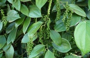 Nhiều yếu tố t&aacute;c động t&iacute;ch cực l&ecirc;n gi&aacute; ti&ecirc;u, kỳ vọng vượt mốc 80.000 đ/kg 