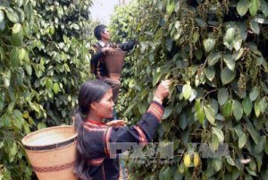 Gi&aacute; ti&ecirc;u ng&agrave;y 5/5: Tiếp tục vượt ngưỡng 70.000 đồng/kg?