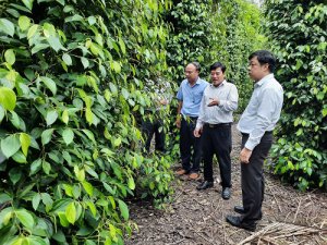 B&igrave;nh Dương: Nhiều nơi s&oacute;t ruột v&igrave; gi&aacute; ti&ecirc;u thấp t&egrave;, sao n&ocirc;ng d&acirc;n trồng hồ ti&ecirc;u ở đ&acirc;y vẫn "b&igrave;nh ch&acirc;n như vại"?