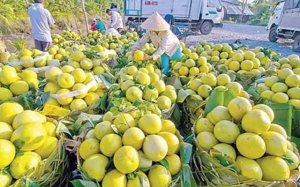 Xuất khẩu n&ocirc;ng sản qu&iacute; I đạt gần 4 tỉ USD, nhiều mặt h&agrave;ng tăng trưởng 2 con số