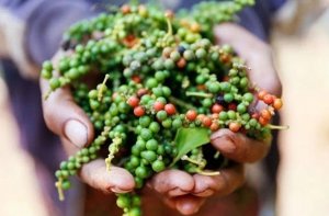 Năm 2021: Ng&agrave;nh hồ ti&ecirc;u hồi sinh