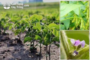 Kiểm so&aacute;t di truyền của khả năng chịu hạn tr&ecirc;n đậu n&agrave;nh dại (glycine soja) ở c&aacute;c giai đoạn sinh dưỡng v&agrave; nảy mầm