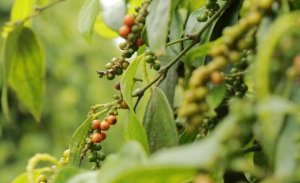T&igrave;m lại thị trường cho hồ ti&ecirc;u Việt Nam