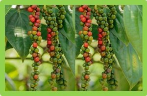 T&ocirc;̉ng quan di truy&ecirc;̀n c&acirc;y h&ocirc;̀ ti&ecirc;u