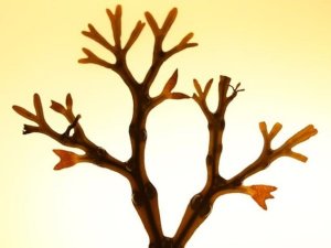 Tảo n&acirc;u c&ocirc; lập khối lượng carbon khổng lồ