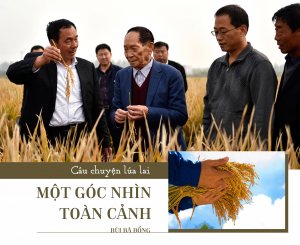 C&acirc;u chuyện l&uacute;a lai: một g&oacute;c nh&igrave;n to&agrave;n cảnh