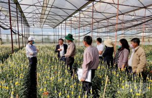 D&ugrave;ng đ&egrave;n led trồng hoa c&uacute;c, lợi nhuận tăng hơn 20% 