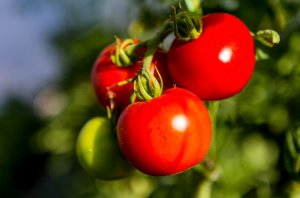 C&agrave; chua biến đổi gien sẽ l&agrave; nguồn cung cấp vitamin D mới