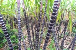 Tồn kho đường m&iacute;a cao kỷ lục, 60% sản lượng chưa thể ti&ecirc;u thụ