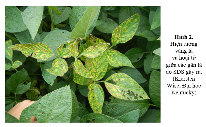 Tổng quan về hội chứng chết c&acirc;y đột ngột