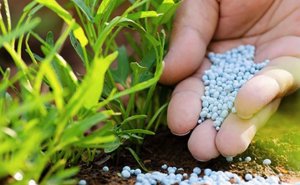 Hiệu quả của vi khuẩn h&ograve;a tan L&acirc;n-Kali tr&ecirc;n đậu phộng, củ cải trắng v&agrave; l&uacute;a cao s&aacute;n tr&ecirc;n đất c&aacute;t huyện Tri T&ocirc;n, tỉnh An Giang