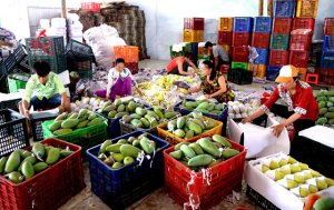 Thất tho&aacute;t n&ocirc;ng sản sau thu hoạch: Điểm nghẽn lớn của n&ocirc;ng nghiệp