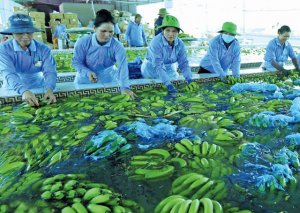 Để doanh nghiệp n&ocirc;ng nghiệp l&agrave;m chủ biển lớn