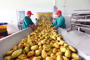 Ph&aacute;t triển chuỗi kết nối ti&ecirc;u thụ NS: C&aacute;c nh&agrave; phải n&acirc;ng tr&aacute;ch nhiệm