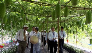 Giải ph&aacute;p để t&iacute;ch tụ ruộng đất?