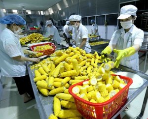 Đ&acirc;u l&agrave; &aacute;t chủ b&agrave;i cho n&ocirc;ng sản Việt?