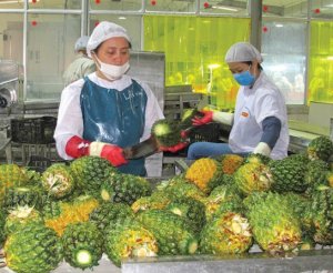 Đ&acirc;u l&agrave; giải ph&aacute;p để c&ocirc;ng ty n&ocirc;ng, l&acirc;m nghiệp dẫn dắt NN ph&aacute;t triển?
